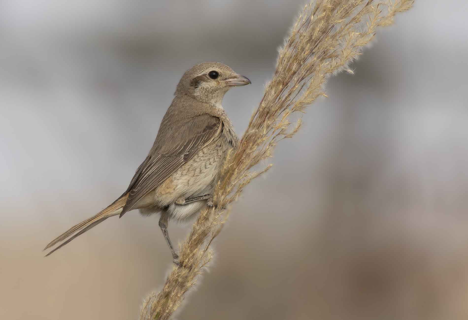 Red-tailed Shrike